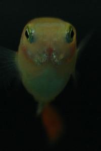 Poecilia reticulata