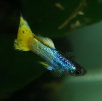 Poecilia reticulata