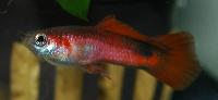 Poecilia reticulata