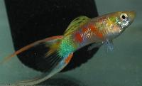 Poecilia reticulata