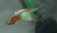 Poecilia reticulata