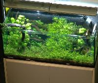 Växtakvarium