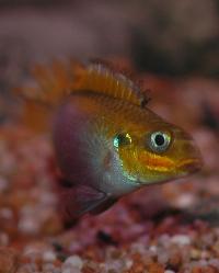 Pelvicachromis taeniatus, "Dehane"