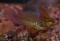 Pelvicachromis taeniatus, "dehane"