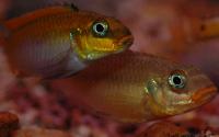 Pelvicachromis taeniatus, "dehane"
