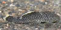 Baryancistrus sp. "L081"