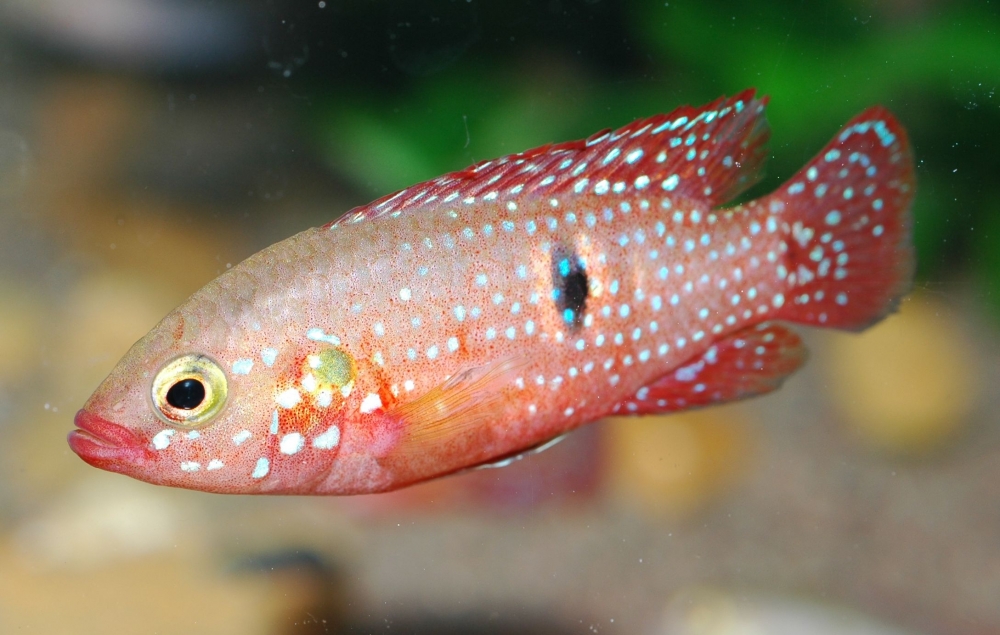 Rubricatochromis lifalili