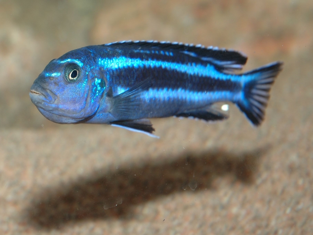Pseudotropheus cyaneorhabdos