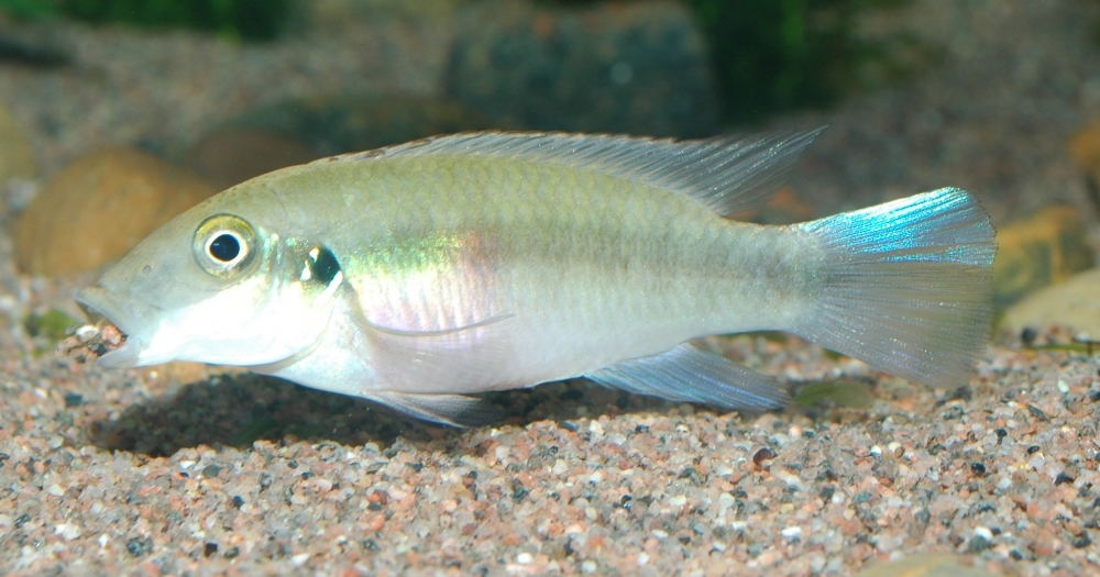 Pelvicachromis humilis "red spot liberia"