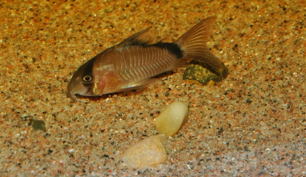 Corydoras metae
