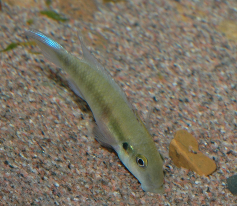 Pevicachromis humilis ”red spot liberia"