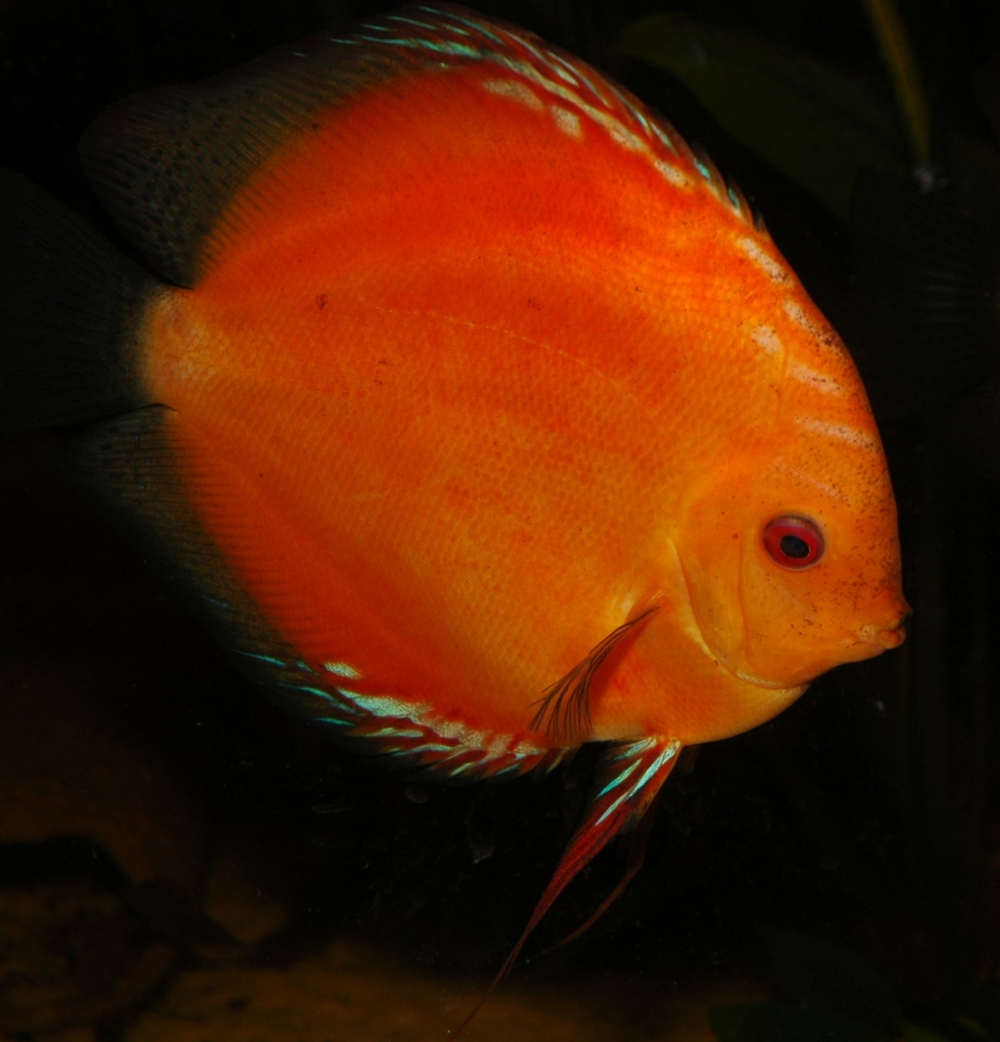 Symphysodon sp. "red", Marlboro red
