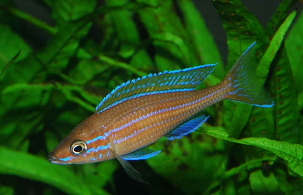 Paracyprichromis nigripinnis