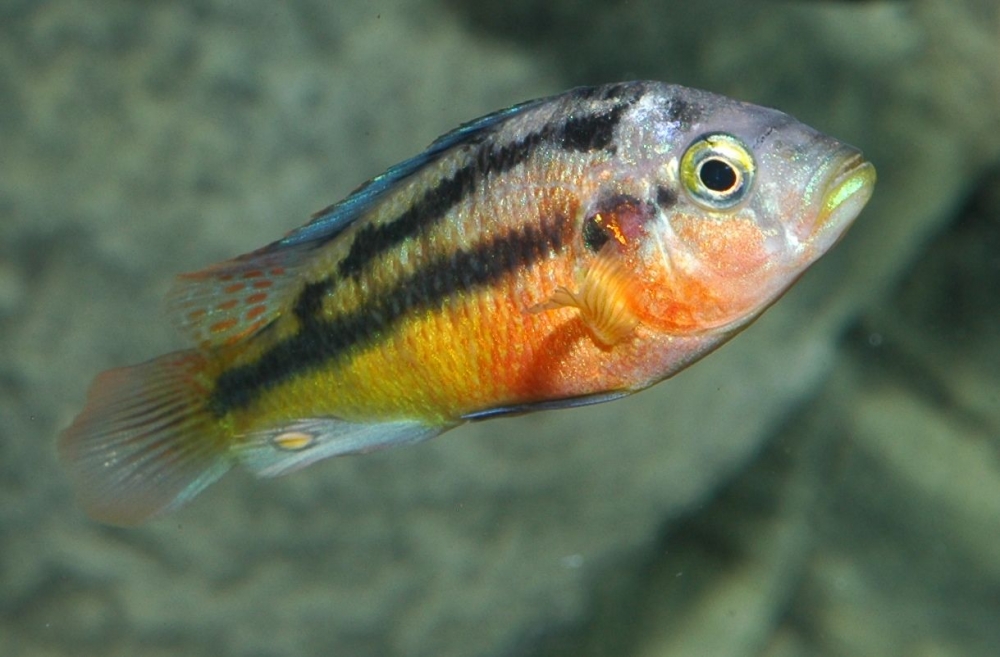 Haplochromis sp. "rockkribensis"
