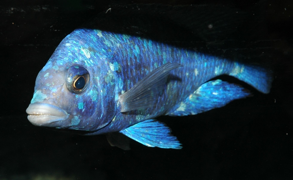 Placidochromis sp. "phenochilus tanzania", Lupingu