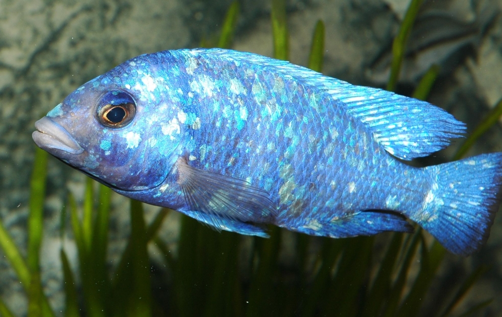 Placidochromis sp. "phenochilus tanzania", Lupingu