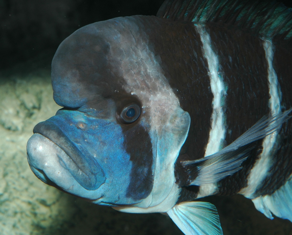 Cyphotilapia frontosa