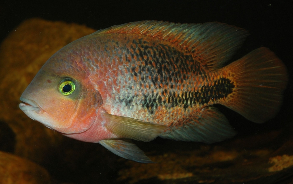 Vieja synspila
