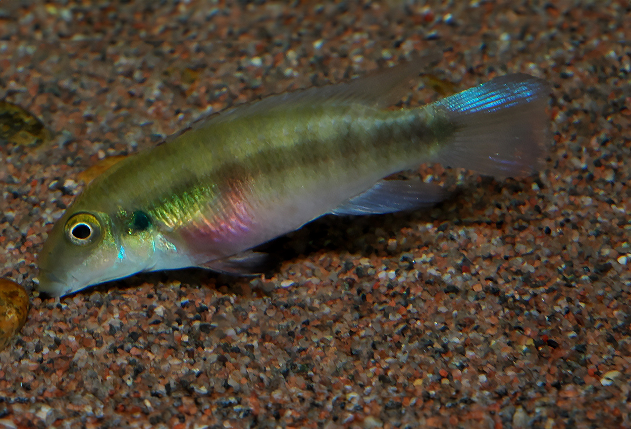 Pelvicachromis humilis "red spot liberia"