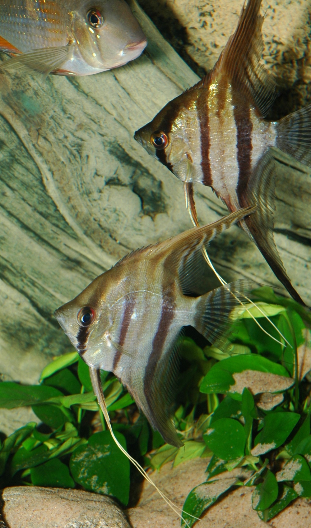 Pterophyllum scalare, (Peru Altum)