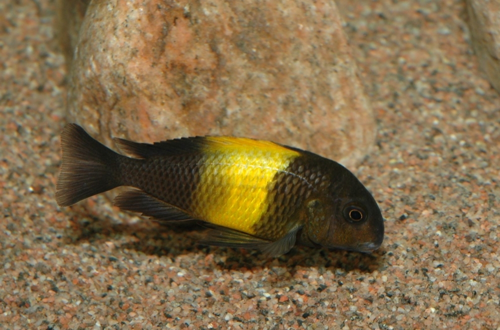 Tropheus sp. "black", Kiriza