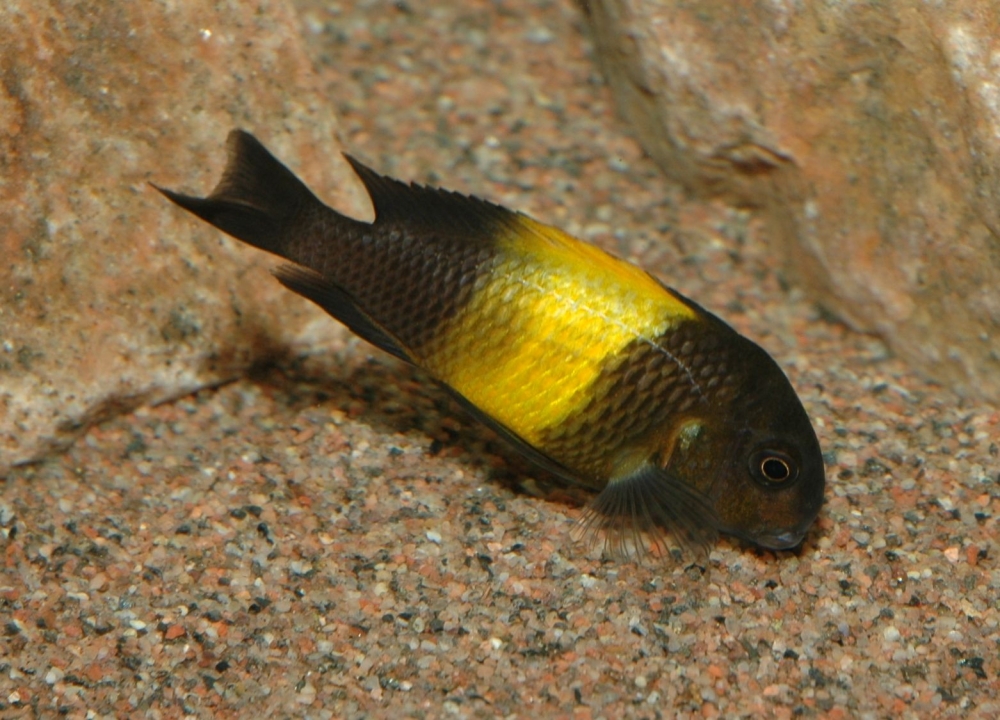 Tropheus sp. "black", Kiriza