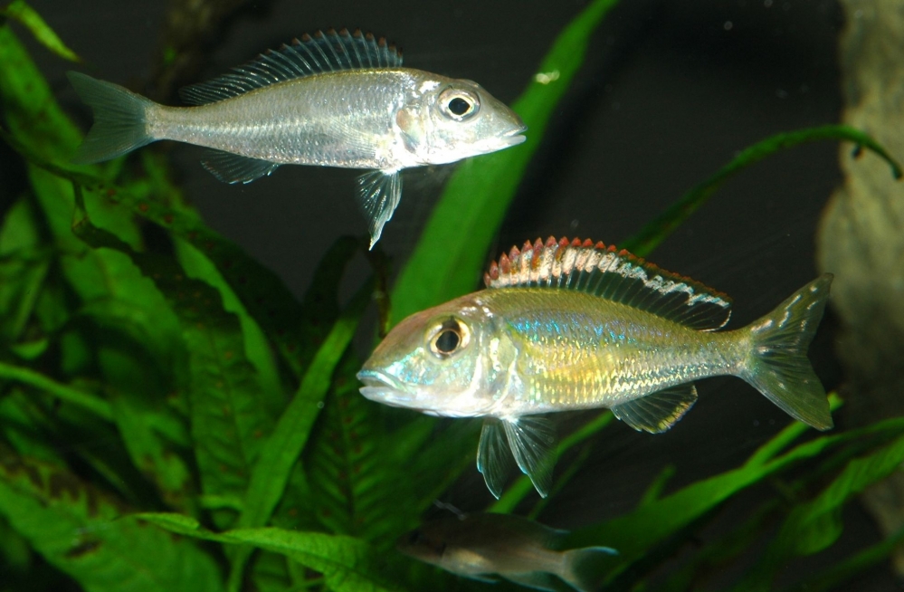 Callochromis pleurospilus