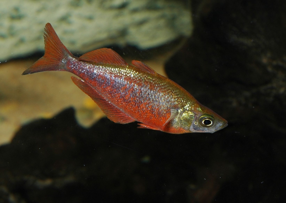 Glossolepis incisus