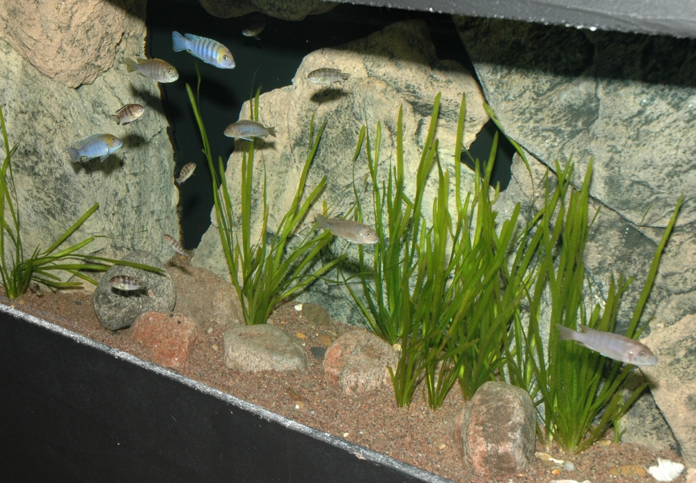 Malawiakvarium med BTN-moduler