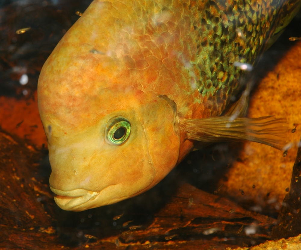 Vieja synspila