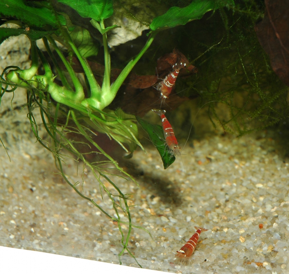Caridina sp. "crystal red"