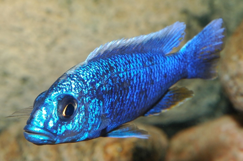 Sciaenochromis fryeri