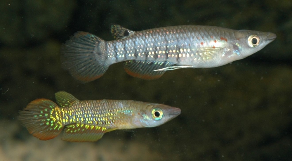 Aplocheilus lineatus