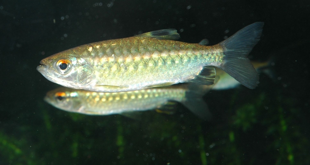 Arnoldichthys spilopterus
