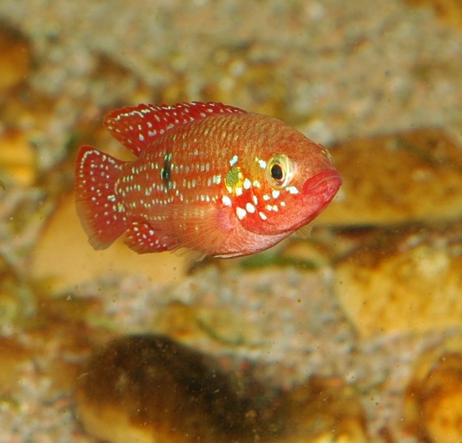 Rubricatochromis lifalili