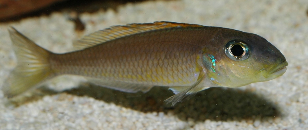 Xenotilapia flavipinnis