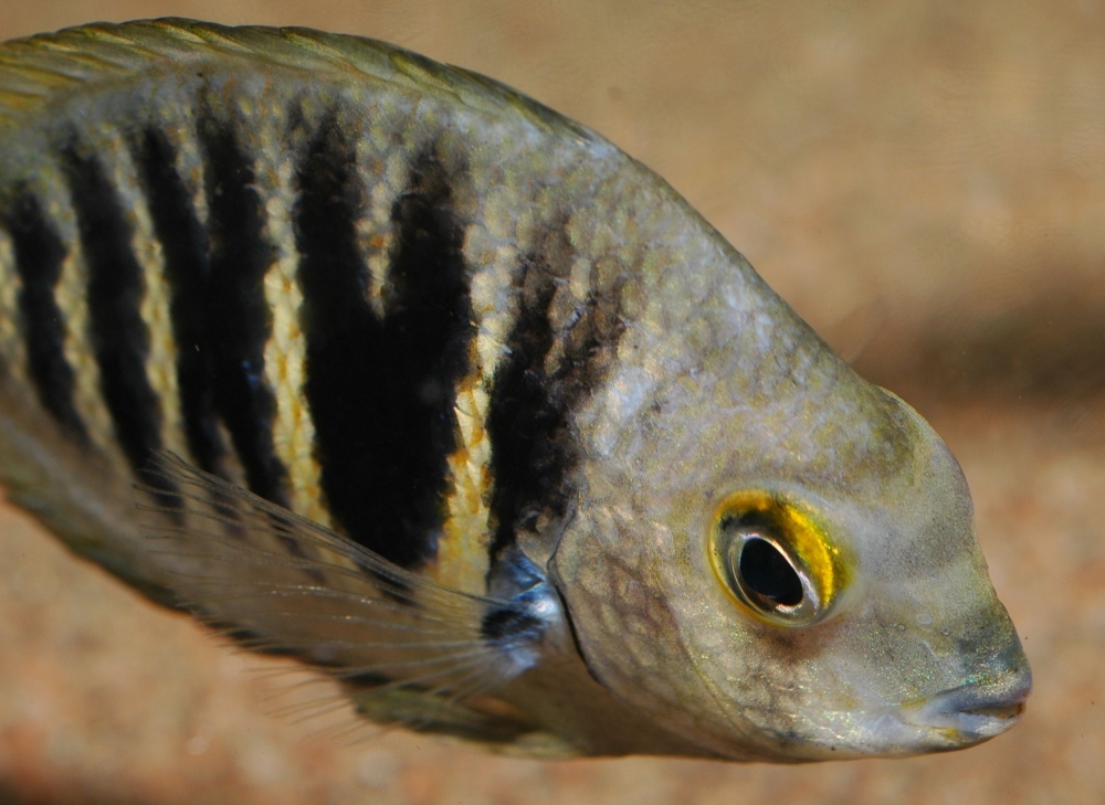 Etroplus canarensis