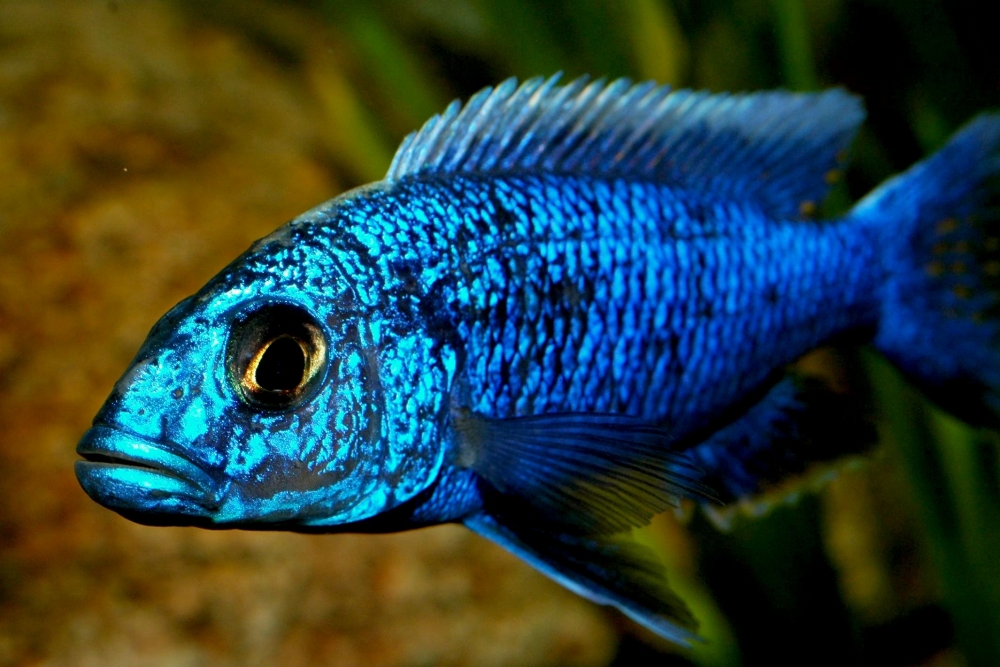 Sciaenochromis fryeri