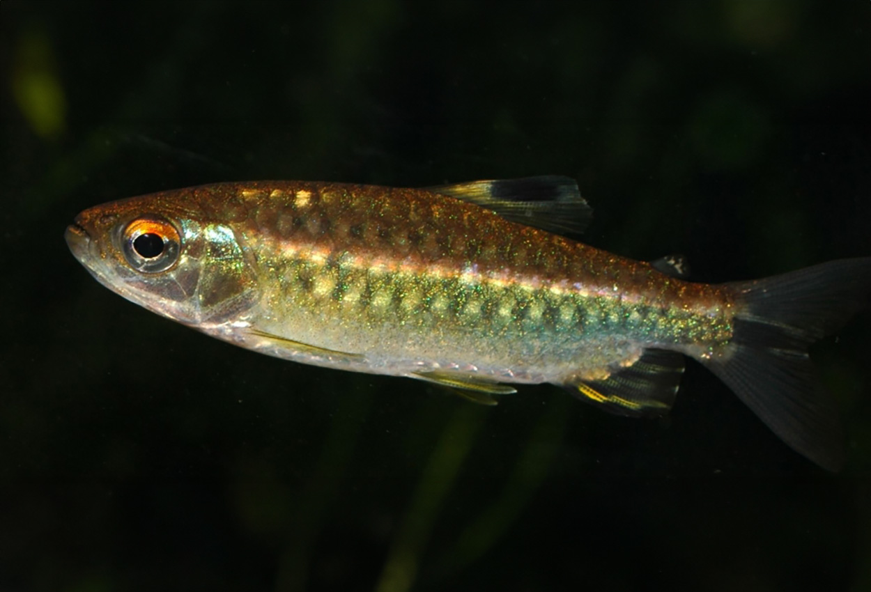 Arnoldichthys spilopterus