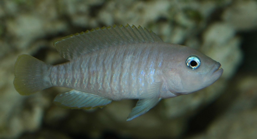 Lamprologus multifasciatus