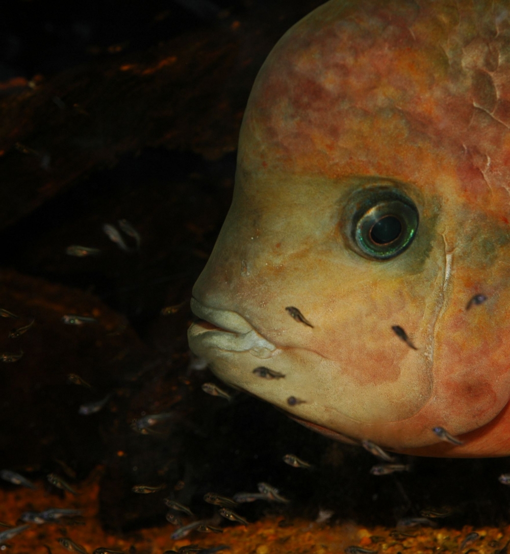 Vieja synspila