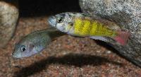 Mbipia lutea