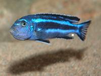Pseudotropheus cyaneorhabdos