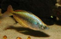 Melanotaenia trifasciata
