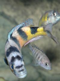 Astatotilapia latifasciata
