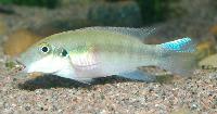 Pelvicachromis humilis "red spot liberia"