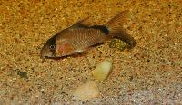 Corydoras metae