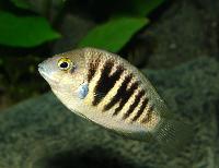 Etroplus canarensis