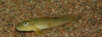 Steatocranus tinanti