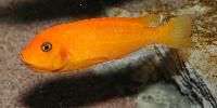 Metriaclima estherae